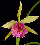 orchid4